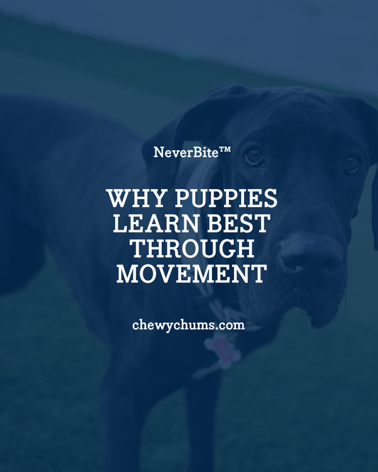 Why Puppies Learn Best Through Movement