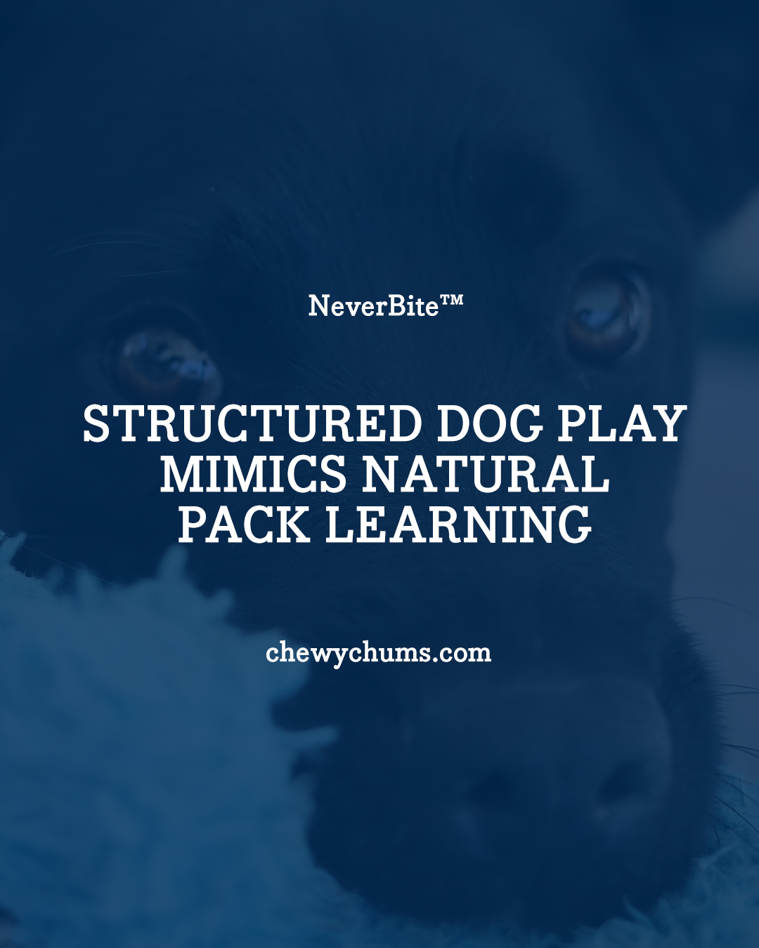 Structured Dog Play Mimics Natural Pack Learning