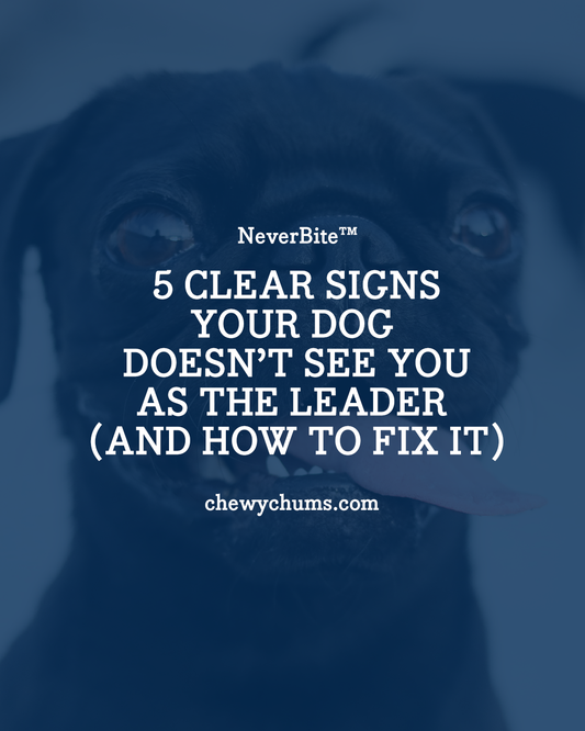 5 Clear Signs Your Dog Doesn’t See You as the Leader (and How to Fix It)