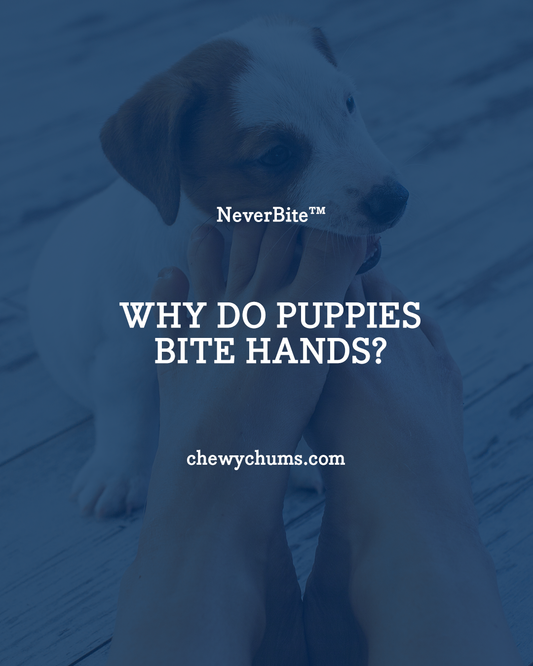 Why Do Puppies Bite Hands? (And How to Stop It Before It Becomes a Habit)