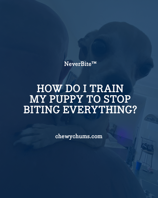 How Do I Train My Puppy to Stop Biting Everything?