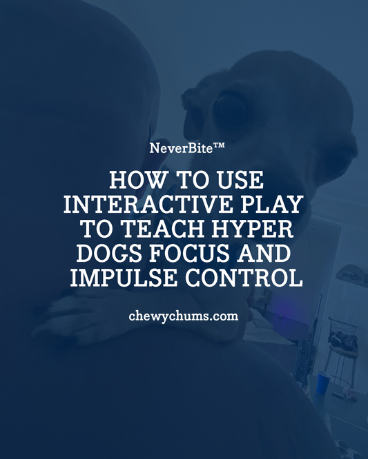 How to Use Interactive Play to Teach Hyper Dogs Focus and Impulse Control