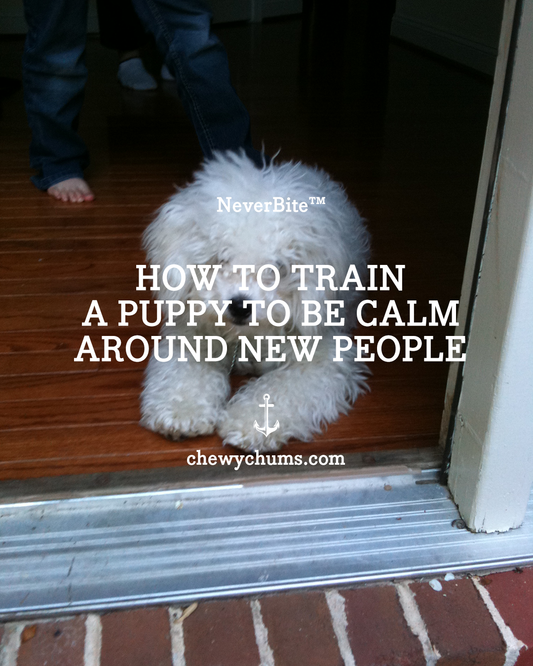 how to train a puppy to be calm around new people