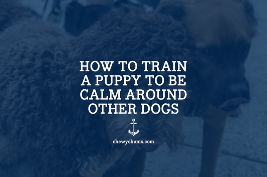 Blog How to Train a Puppy to Be Calm Around Other Dogs