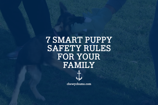 Chewy Chums Dog Blog 7 Smart Puppy Safety Rules Every Family Should Follow