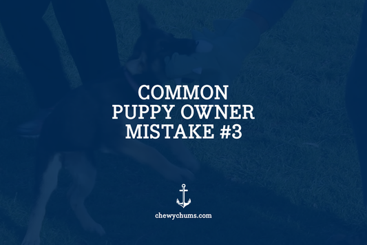 Common Puppy Owner Mistake #3 – Relying Only on Treats to Train
