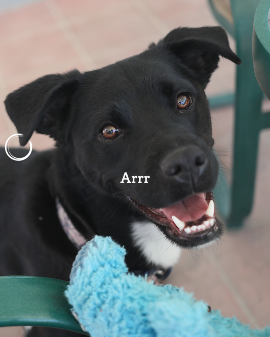 3 Types of Dogs Who Benefit Most from NeverBite™