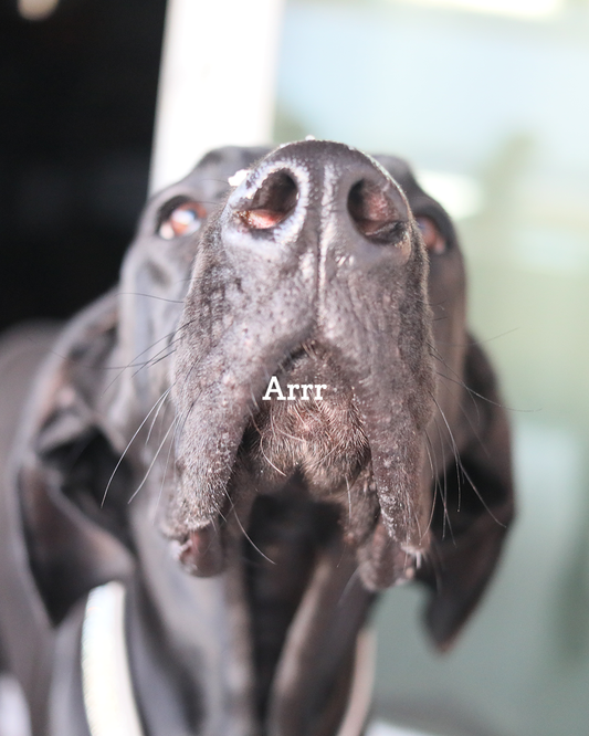 Common Puppy Owner Mistake #3 – Relying Only on Treats to Train