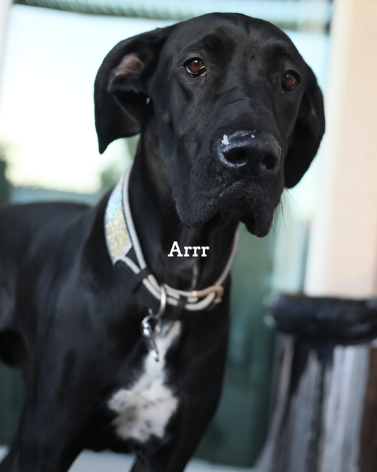 Common Puppy Owner Mistake #2 – Letting Puppies Roam Unsupervised