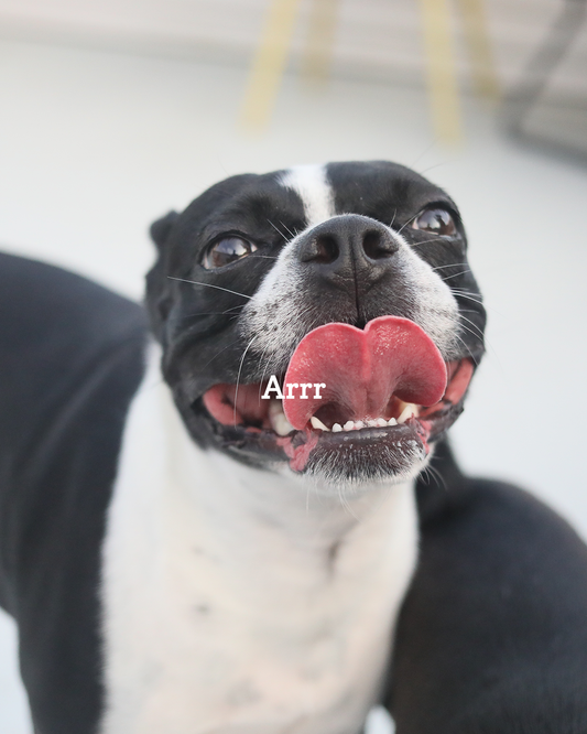 Release Cues Every Puppy Should Know (And How to Teach Them)