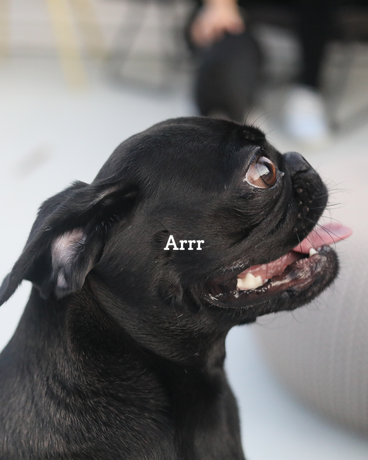 Training Your Dog to Focus in Distracting Environments