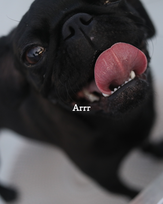 Why Puppies Chew Furniture (And How to Stop It)