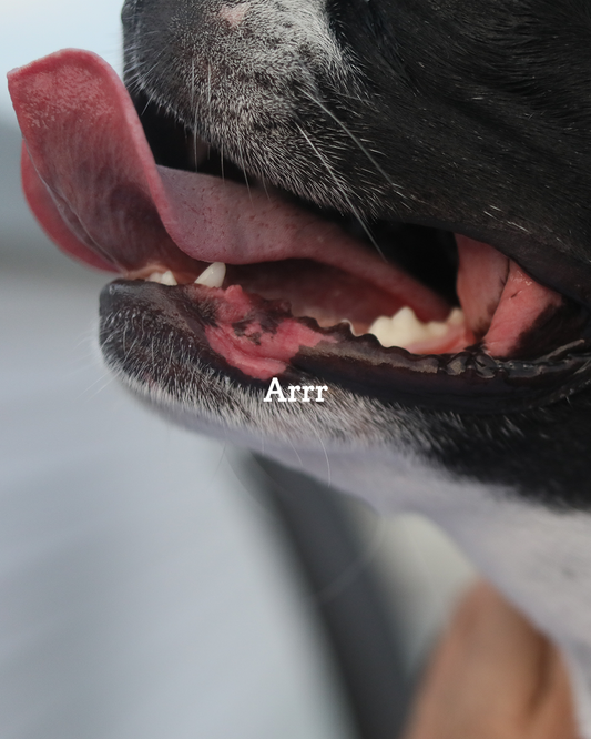 Best Puppy Teething Toys That Actually Help With Training