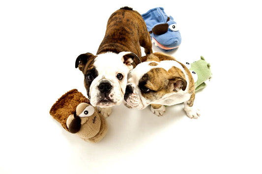 Teething Puppies 101: What They Need (And What to Avoid)