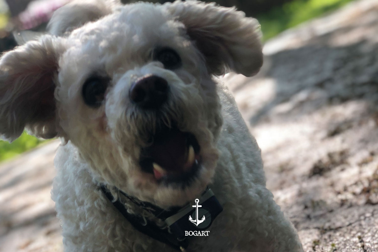 Even Good Dogs Bite: What Dog Owners Must Know