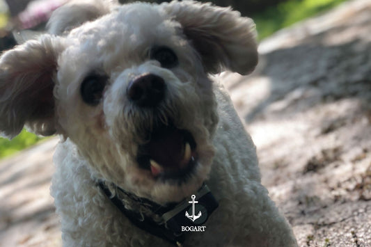 Even Good Dogs Bite: What Dog Owners Must Know