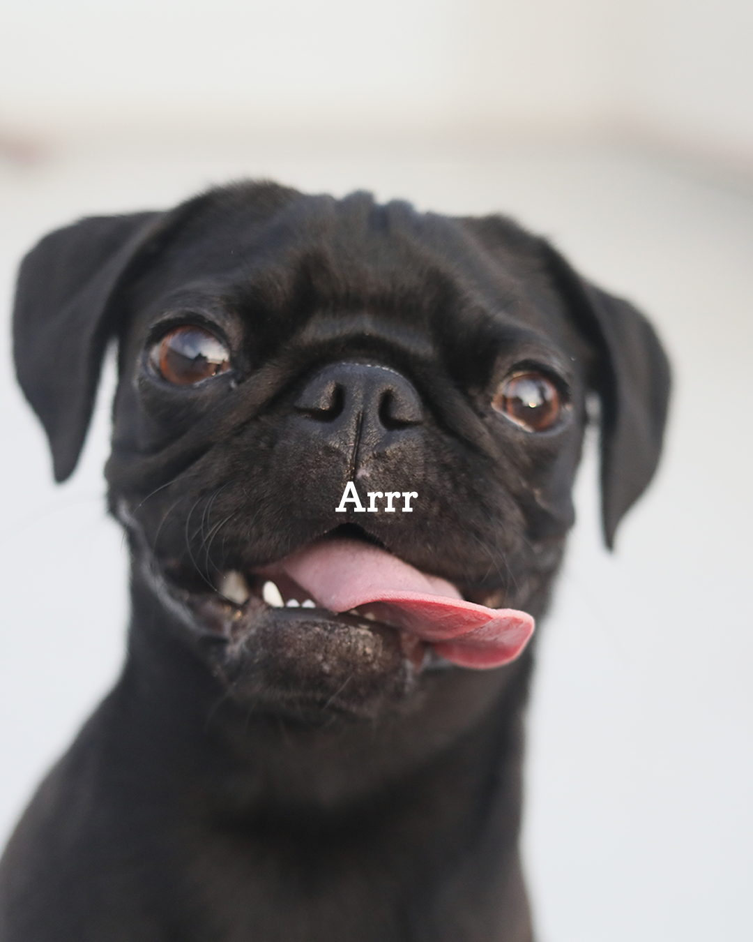 Common Puppy Owner Mistake #1 – Letting Puppies Bite Hands “Just for Fun”