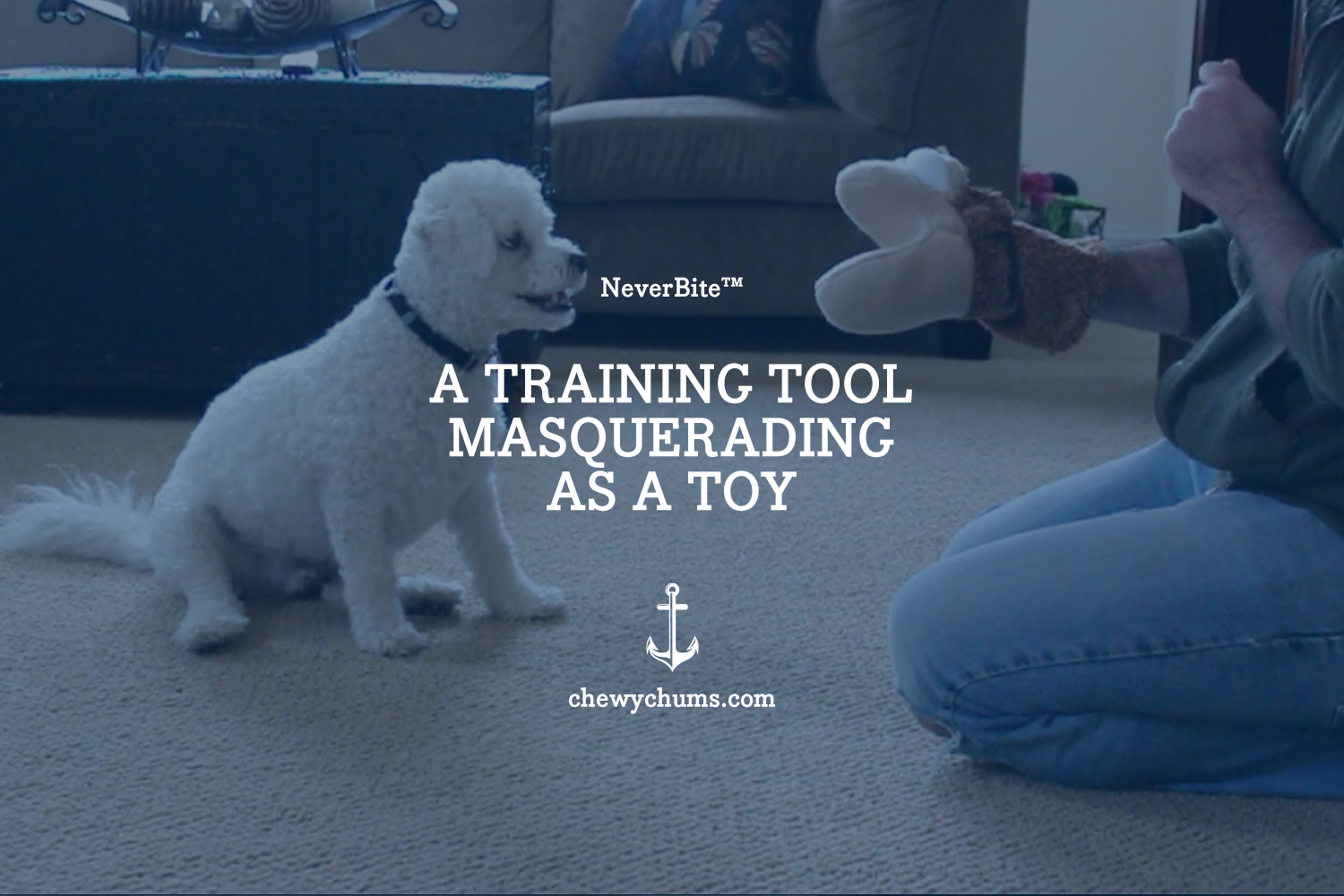 How Do I Train My Dog to Stay Calm Around People?