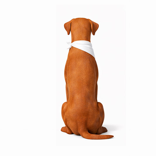 Brown dog sitting with a white bandage on its back against a white background