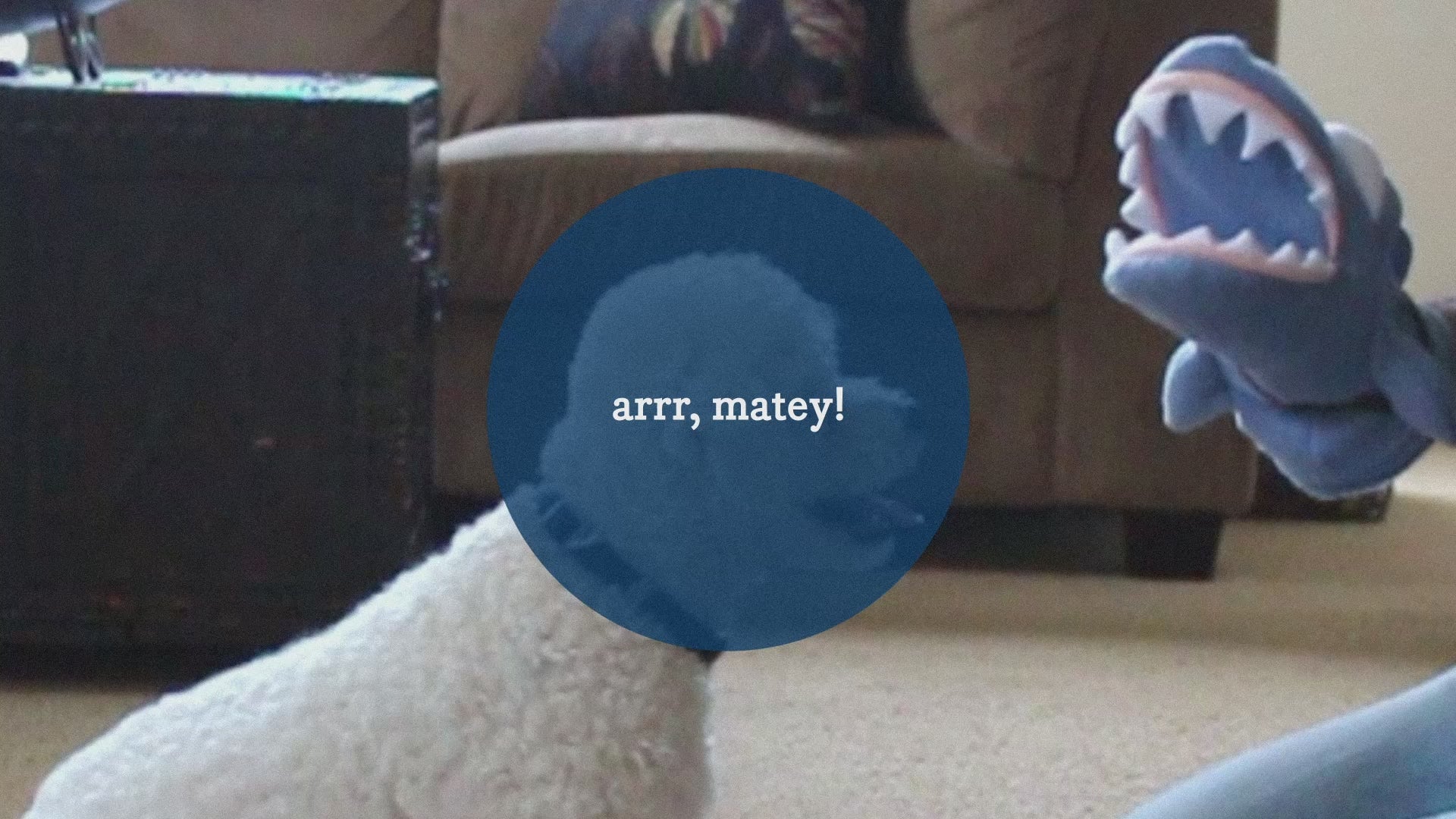 Load video: chewy chums NeverBite dog toy trainer