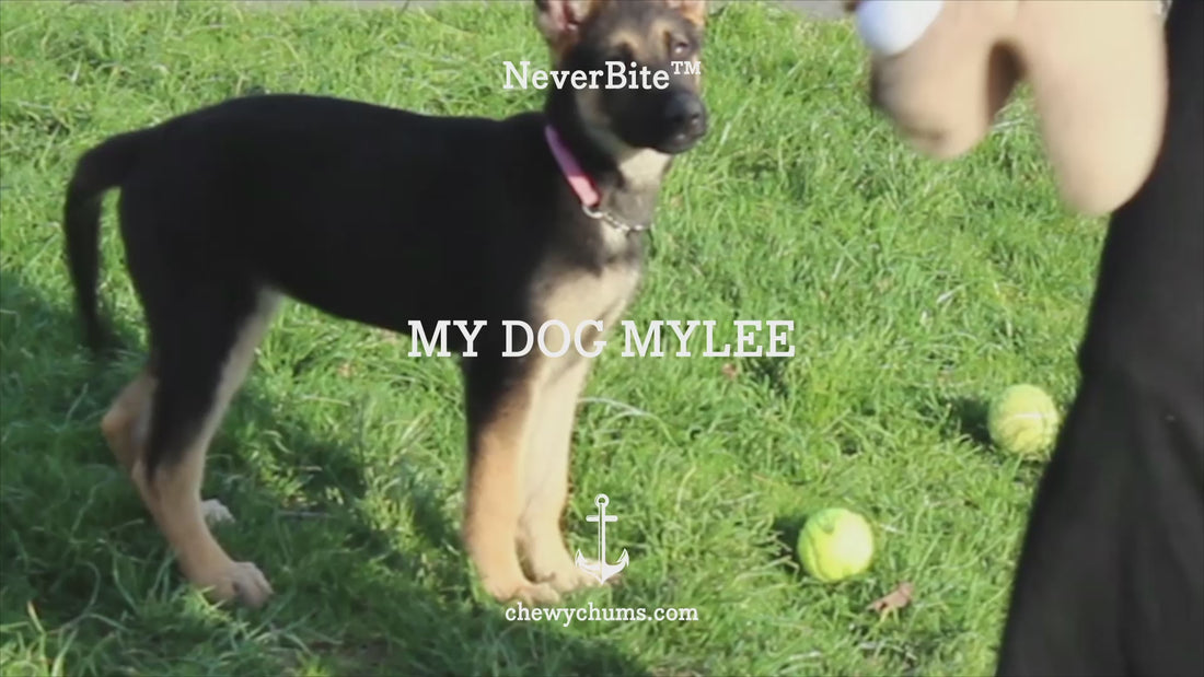 chewy chums NeverBite dog toy trainer